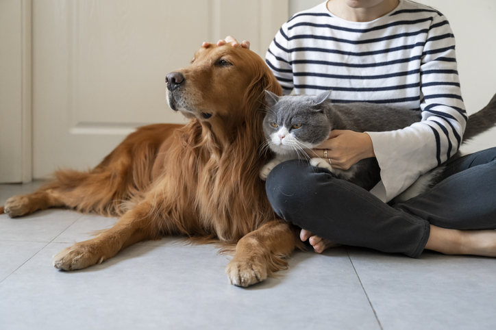 single person cuddling pets after divorce