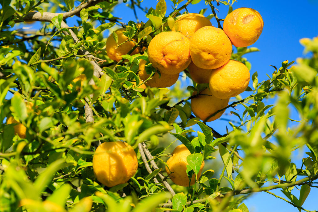 Lemon tree