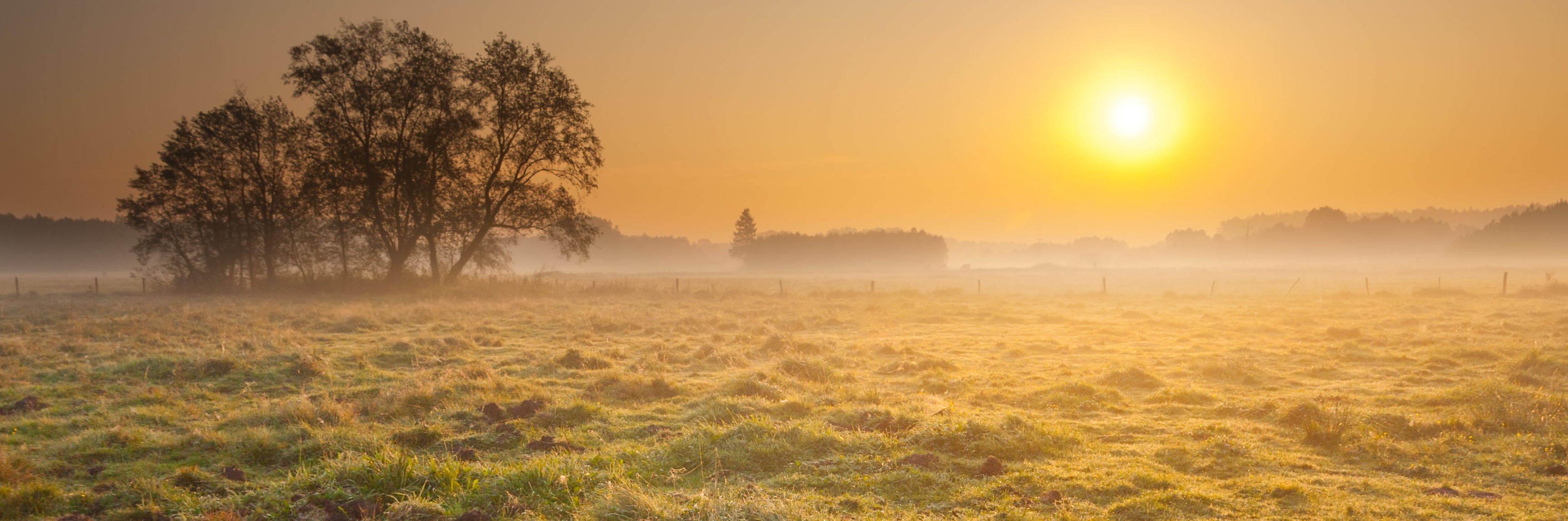 Sunrise over a foggy meadow and trees