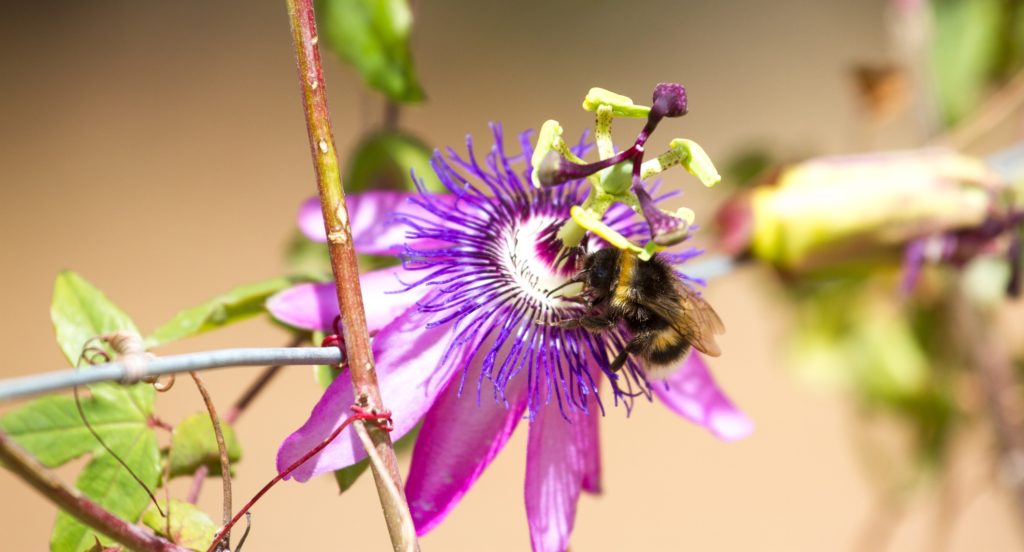 Violet flower of passion flower. Passiflora macro with bee
