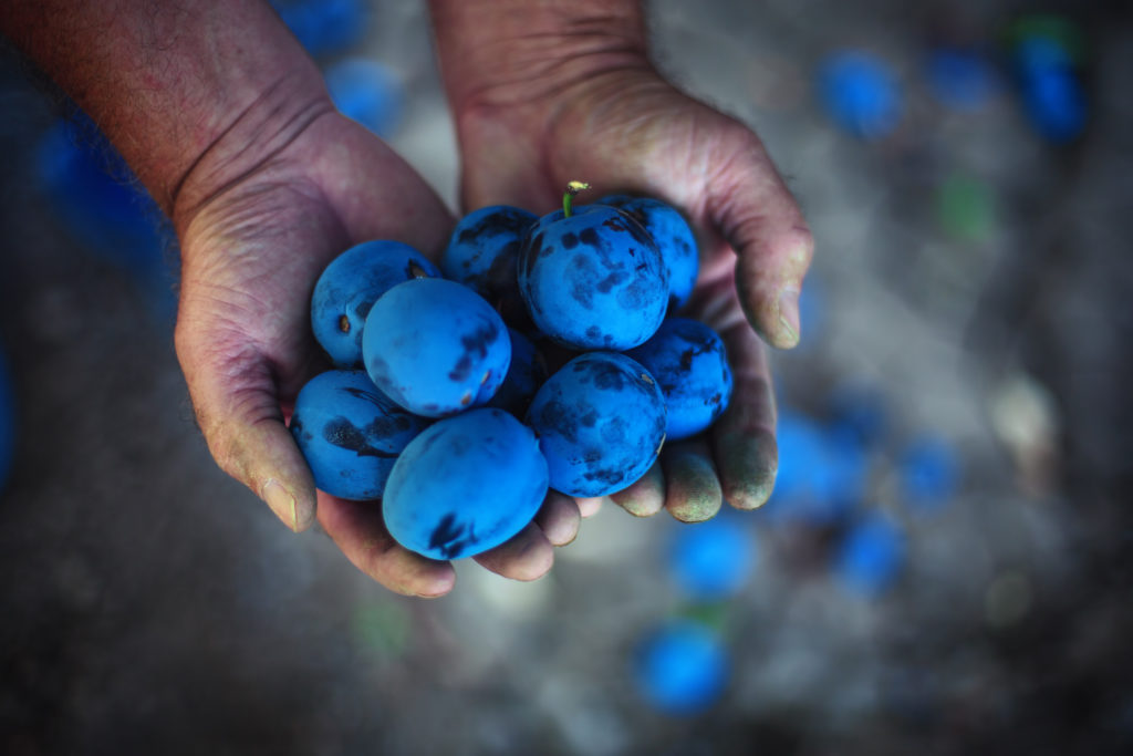 Plum harvest. Farmers hands with freshly harvested plums