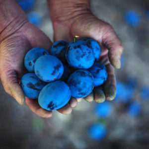 Plum harvest. Farmers hands with freshly harvested plums