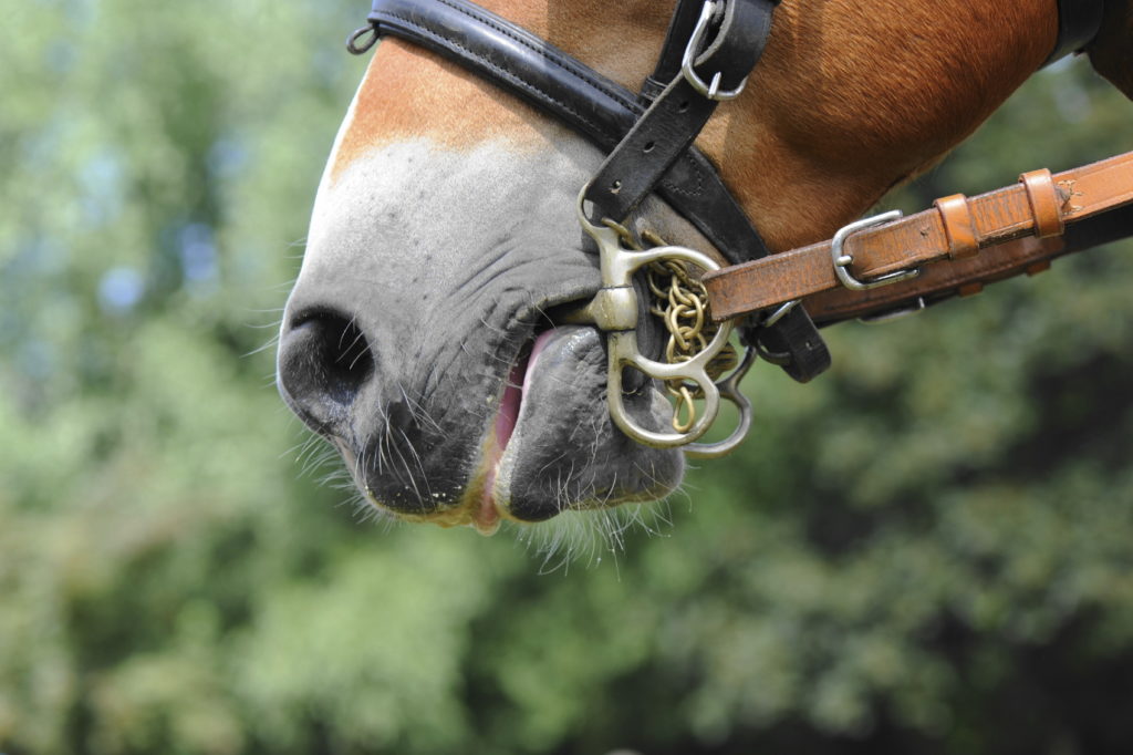 Horses nose