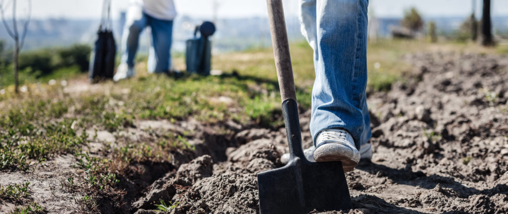 In the garden. Man holding a spade and digging in the garden while planting a tree