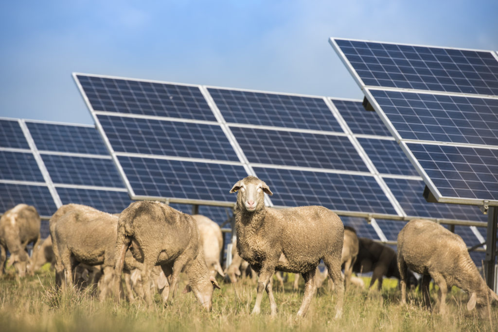 Solar Farms – benefits for landlords | Energy Lawyers | Stephens Scown