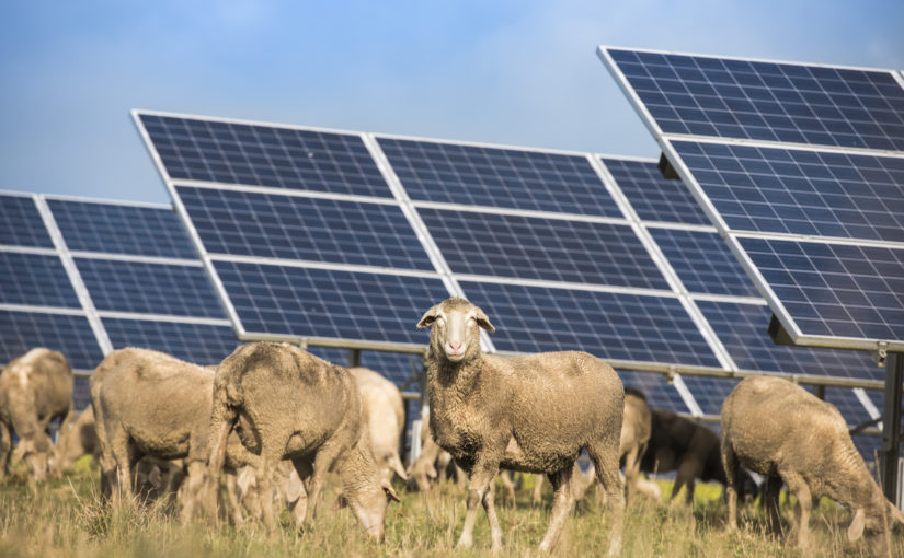 solar farms with sheep grazing