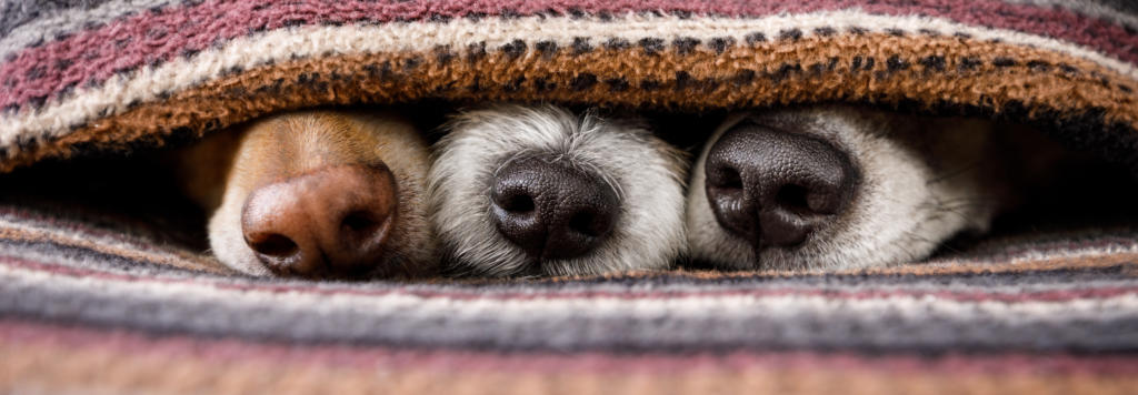 dogs under blankets with only their noses showing