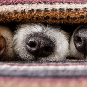 dogs under blankets with only their noses showing