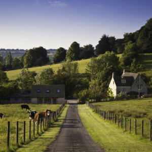 Concept for Partnership pitfalls - Farmland with farmhouse and grazing cows in the UK