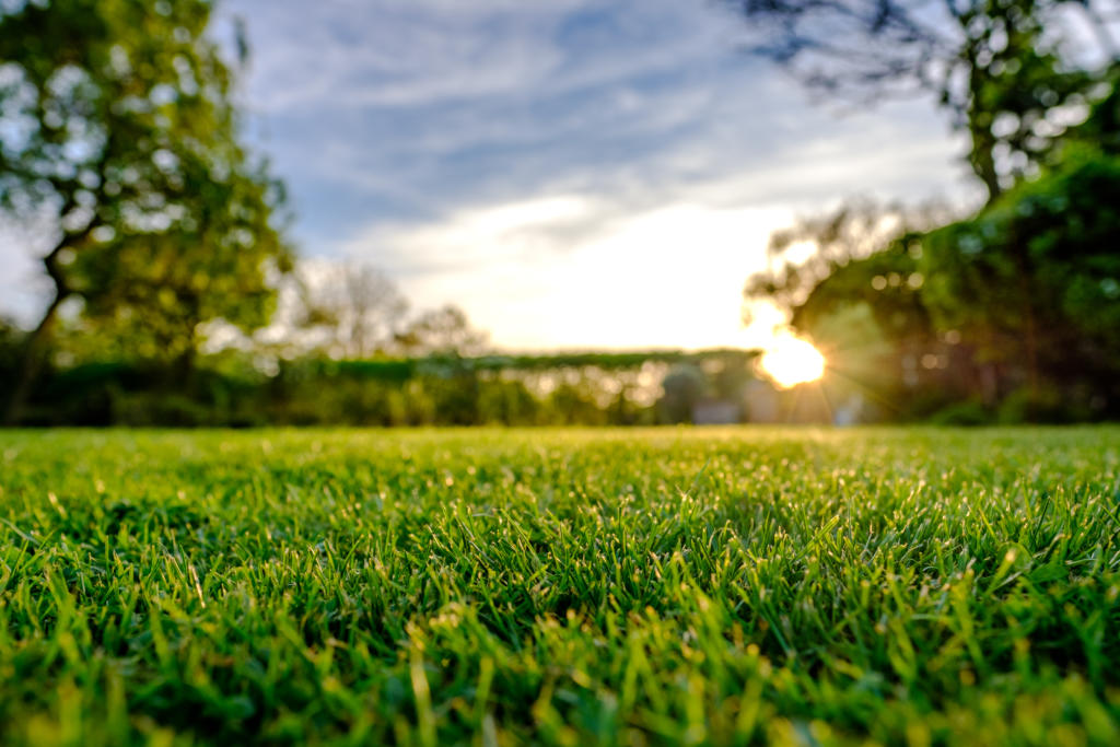 a photograph of a garden in the sunlight