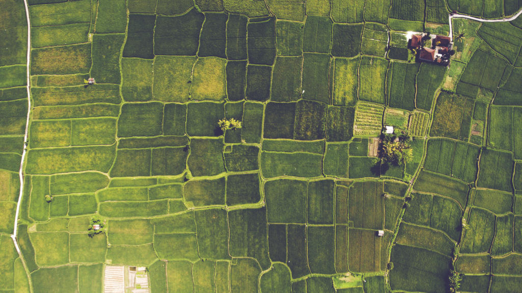 Drone view of the beautiful paddy fields with velvet green young sprouts in Balinese village.