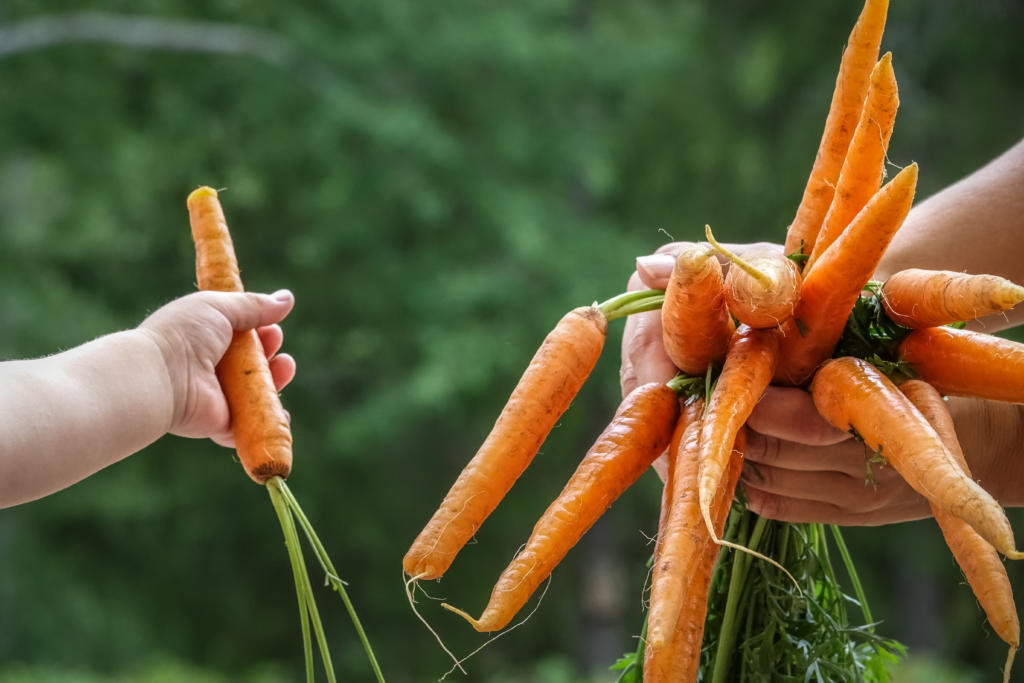 people harvesting carrots in an field