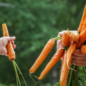 people harvesting carrots in an field