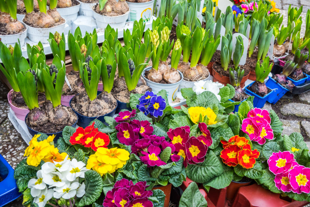 Array of flowers for sale at shop