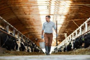 Male farmer walking through barn of cows feeding