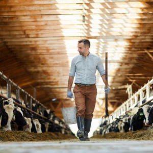 Male farmer walking through barn of cows feeding