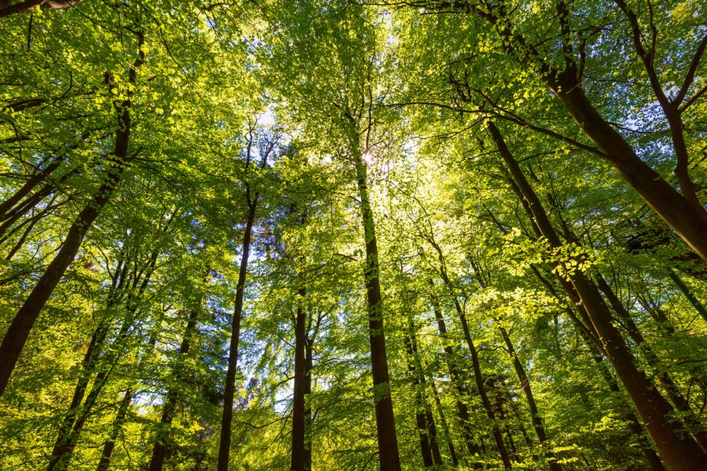 photo of the sun shining through large trees in the forest