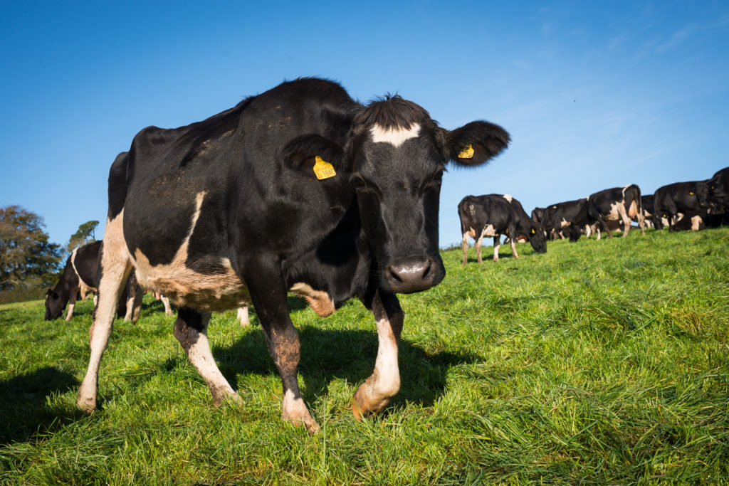 dairy farm cow