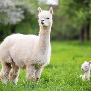 animals - mother alpaca standing with baby alpaca laying down in grass field