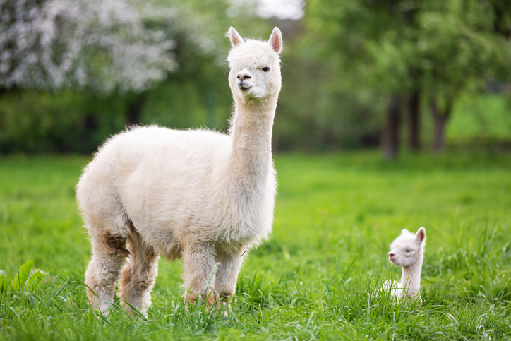 animals - mother alpaca standing with baby alpaca laying down in grass field