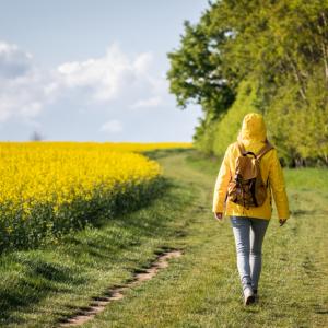 Person from the back, wearing yellow raincoat, walking along a path on the side of a field with yellow flowers