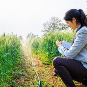 Young asian business women looking at tablet to check water abstraction licence, kneeling in field of barley with water spraying on the crops.