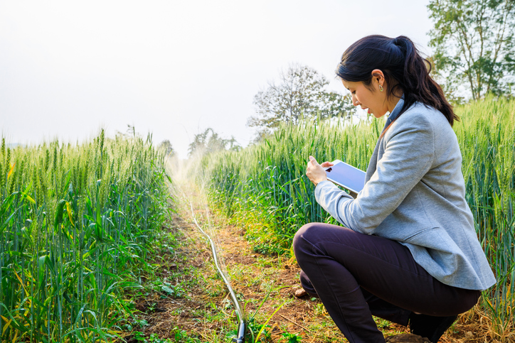 Young asian business women looking at tablet to check water abstraction licence, kneeling in field of barley with water spraying on the crops.