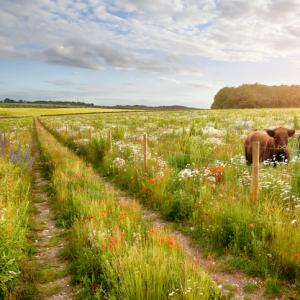 flowers in a meadow with two cows up to their shoulders in pretty long grass. concept for environment bill targets