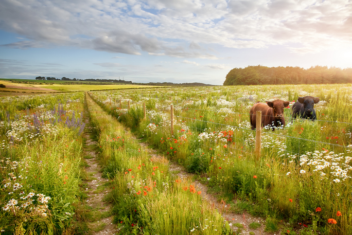 flowers in a meadow with two cows up to their shoulders in pretty long grass. concept for environment bill targets