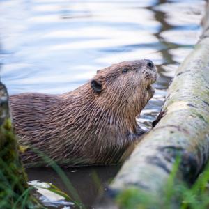 beaver in a river, pushing a log. concept for re-introduction of beavers