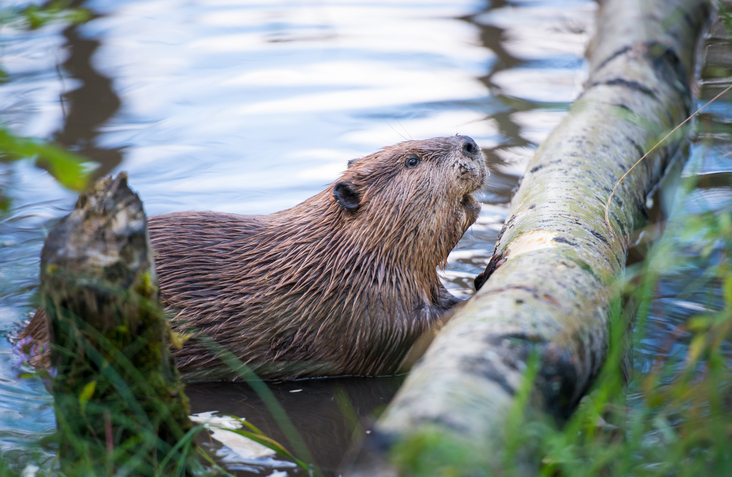 beaver in a river, pushing a log. concept for re-introduction of beavers