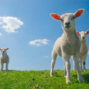 lambs looking at the camera with blue skies behind