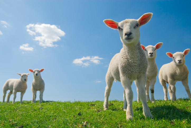 lambs looking at the camera with blue skies behind