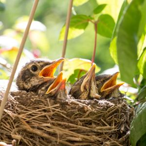 bird nesting arrangement