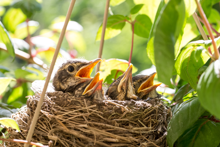 bird nesting arrangement