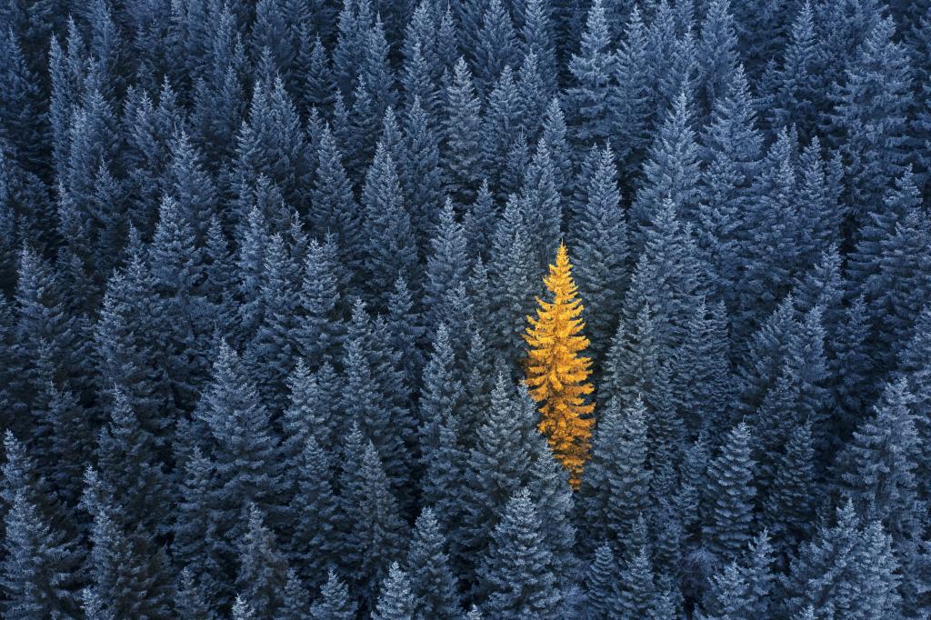 aerial photo of trees in the forest with one being a different colour and standing out from the rest