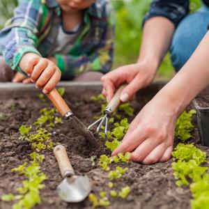 Child and parent gardening in vegetable garden in backyard