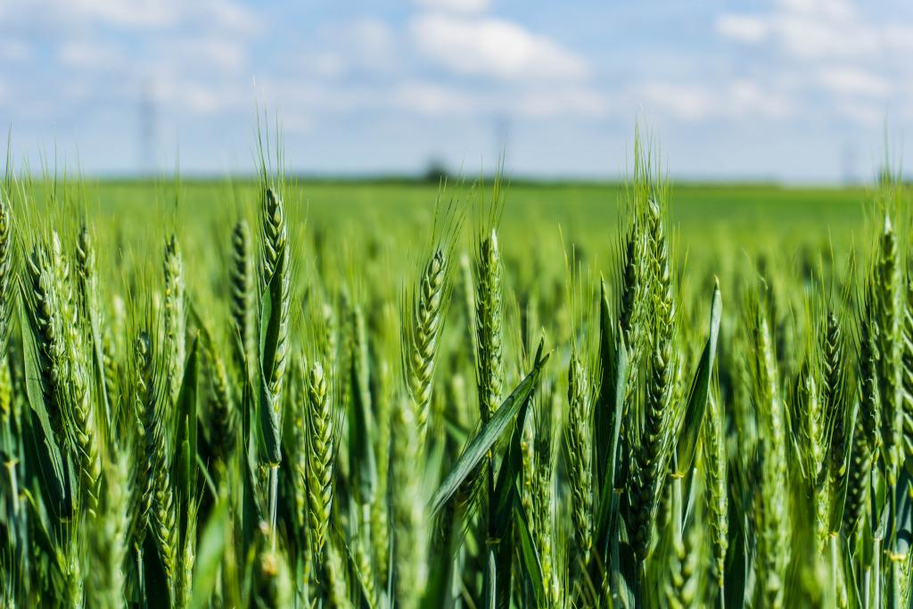 The Succession and Sustainability of Farming Event