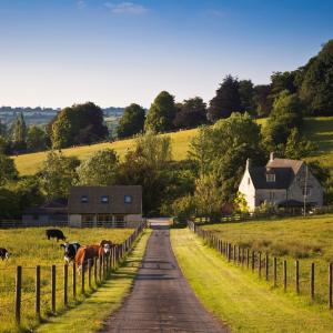 Concept for Partnership pitfalls - Farmland with farmhouse and grazing cows in the UK