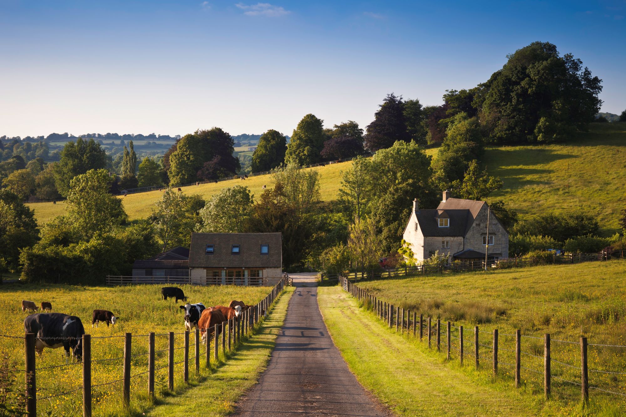 Concept for Partnership pitfalls - Farmland with farmhouse and grazing cows in the UK