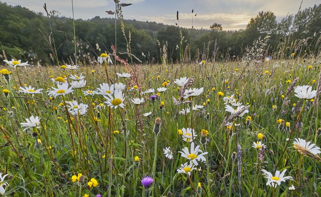 Concept for - Biodiversity net-gain – an introduction for landowners