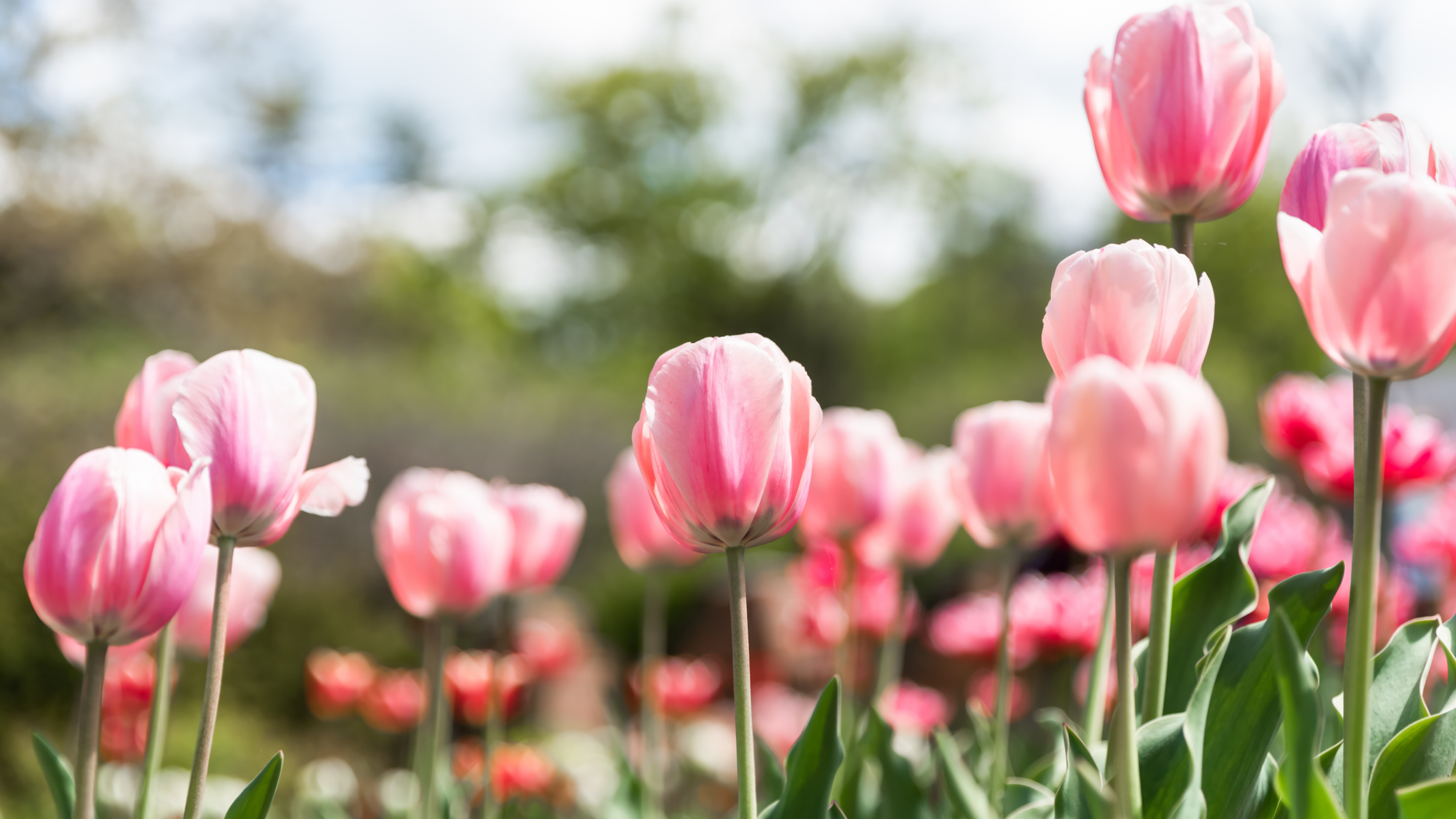 Concept for - Spring Planning Update