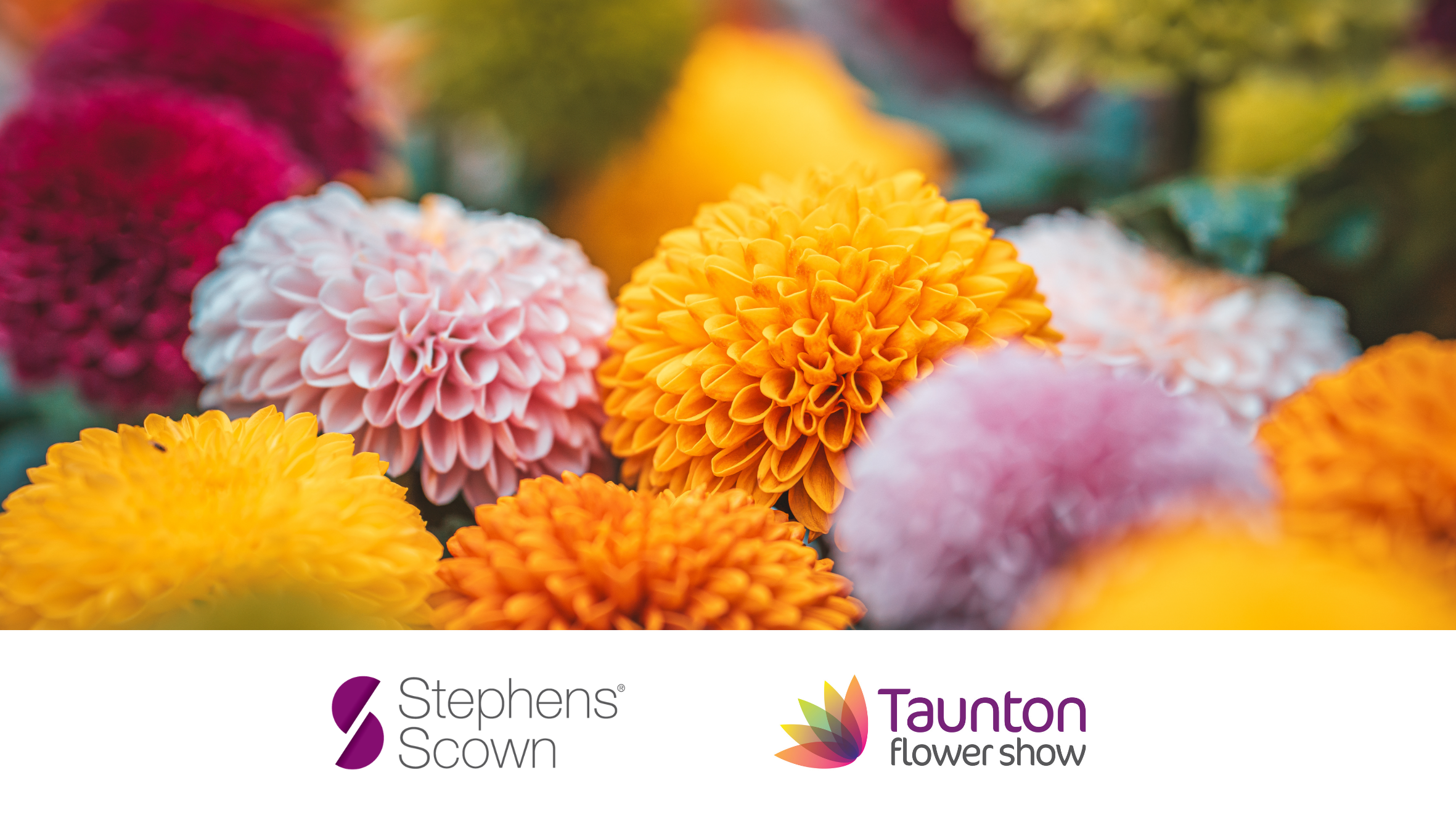 Taunton Flower Show
