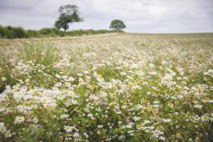 Biodiversity Net Gain and Tax
