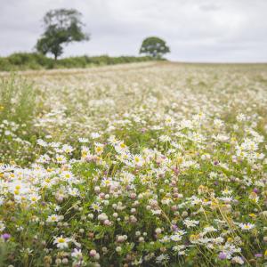 Biodiversity Net Gain and Tax