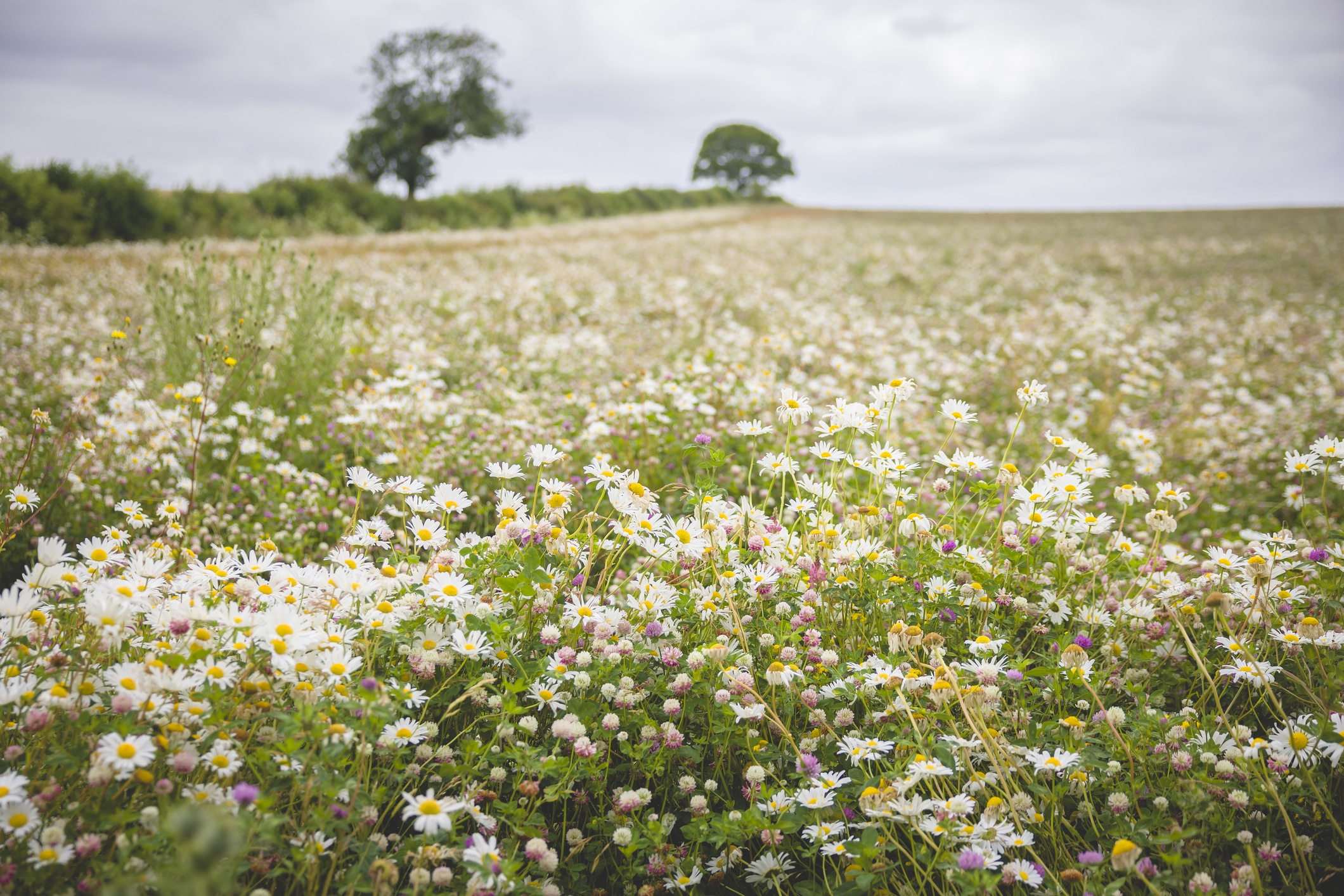 Biodiversity Net Gain and Tax