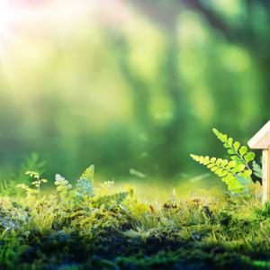 Biodiversity Net Gain